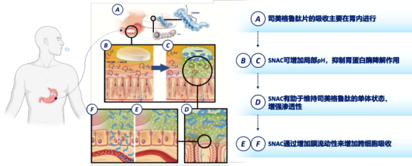 新玺配资 晓希说“肽”｜从胃内突破到全身获益：SNAC如何助力司美格鲁肽实现口服奇迹？